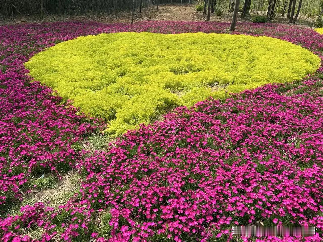 晒图笔记大赛花海一片，魅力无限！[呲牙]