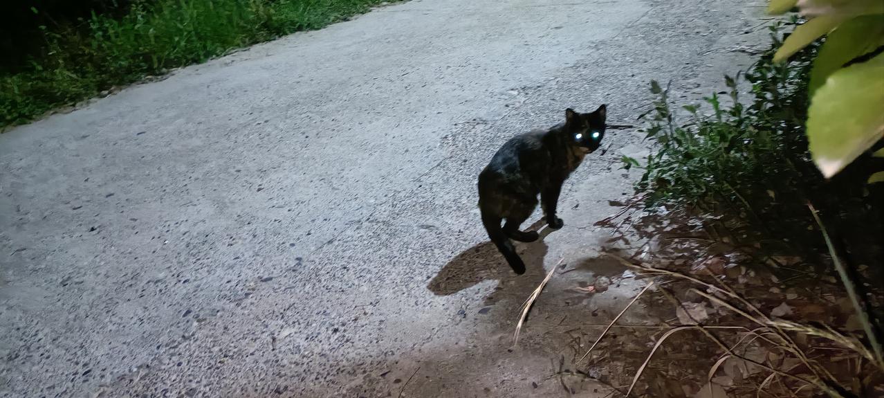 消失了好几天的口炎玳瑁猫今晚终于又在垃圾站出现了，看它干饭的样子状态挺好的，我牵