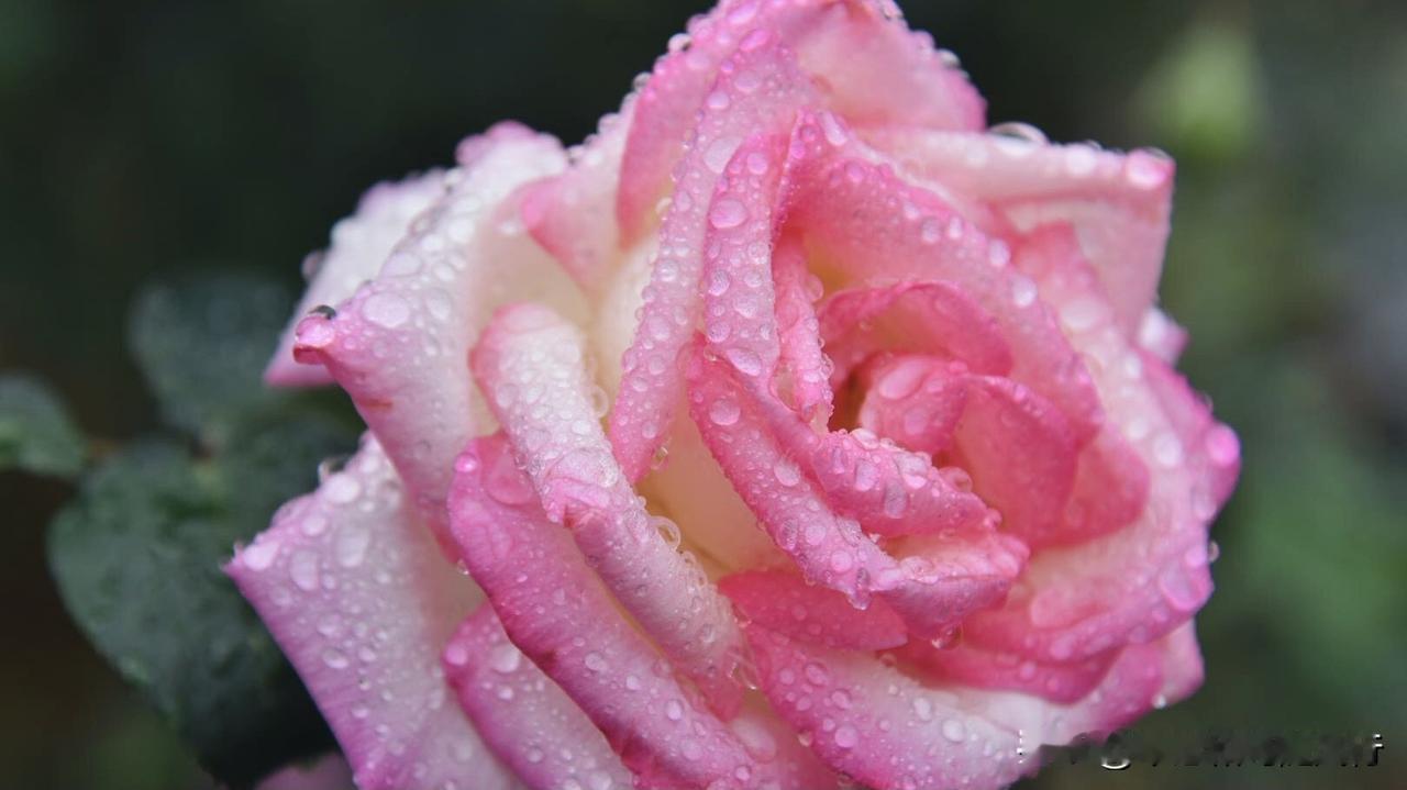 晒图笔记大赛春雨后的艾莎月季，堪称月季界的“颜值天花板”！那独特的双色花瓣，在春