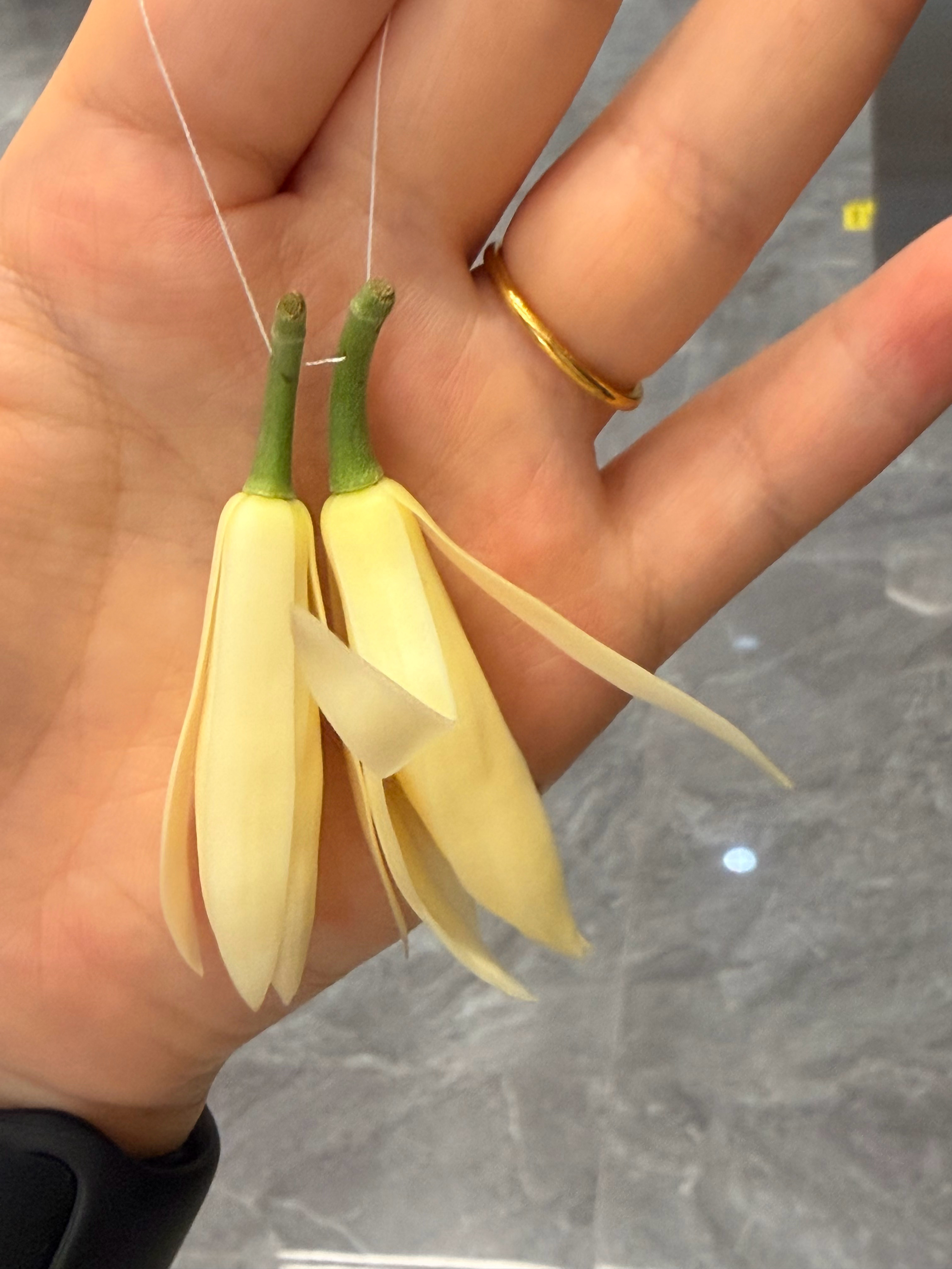 这个季节买到了没有被泡过的新鲜黄果兰！ 