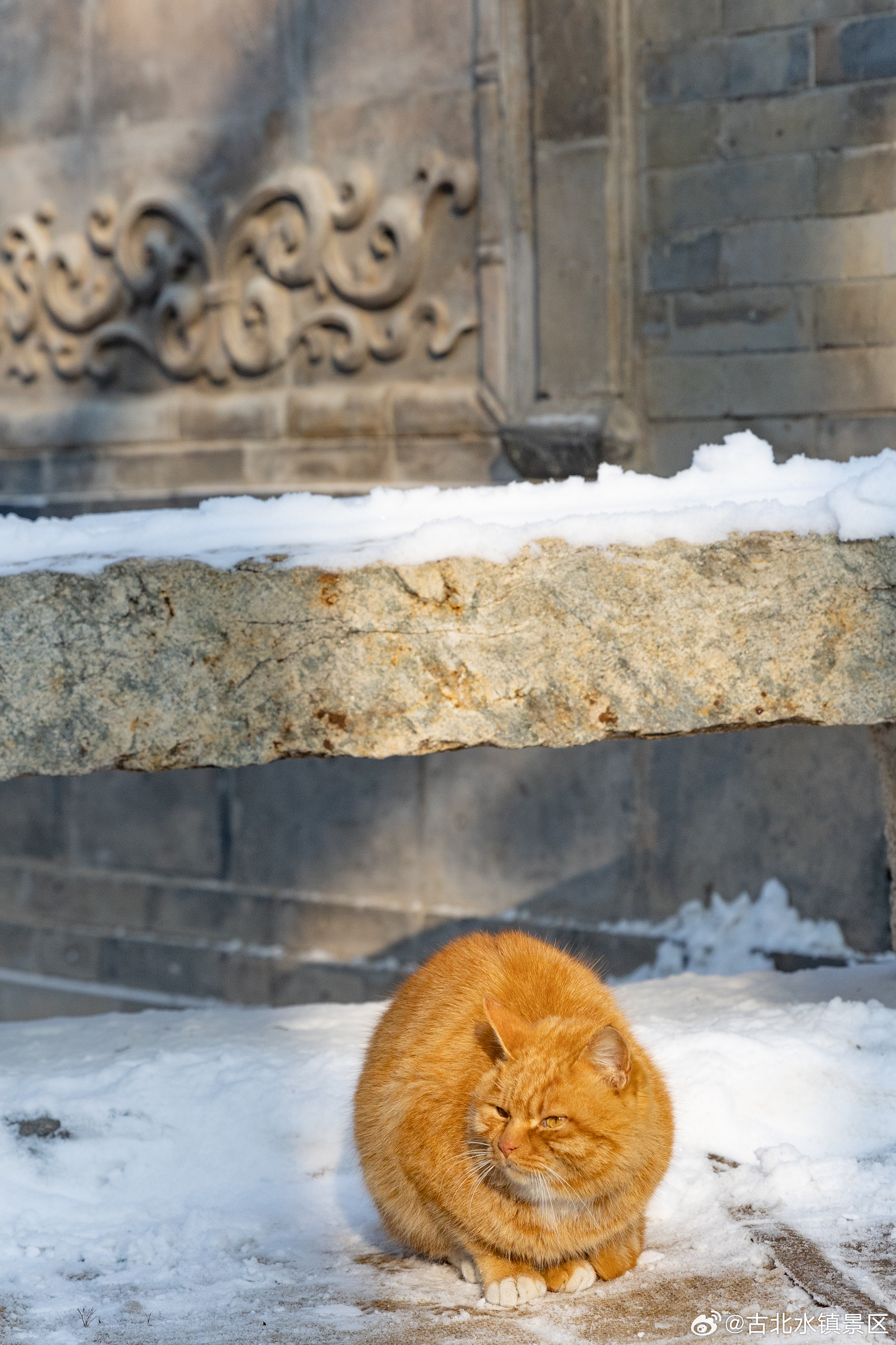 日出尤其温柔，人间皆是浪漫早安，宝子们~#古北水镇# #司马台长城# #长城下的