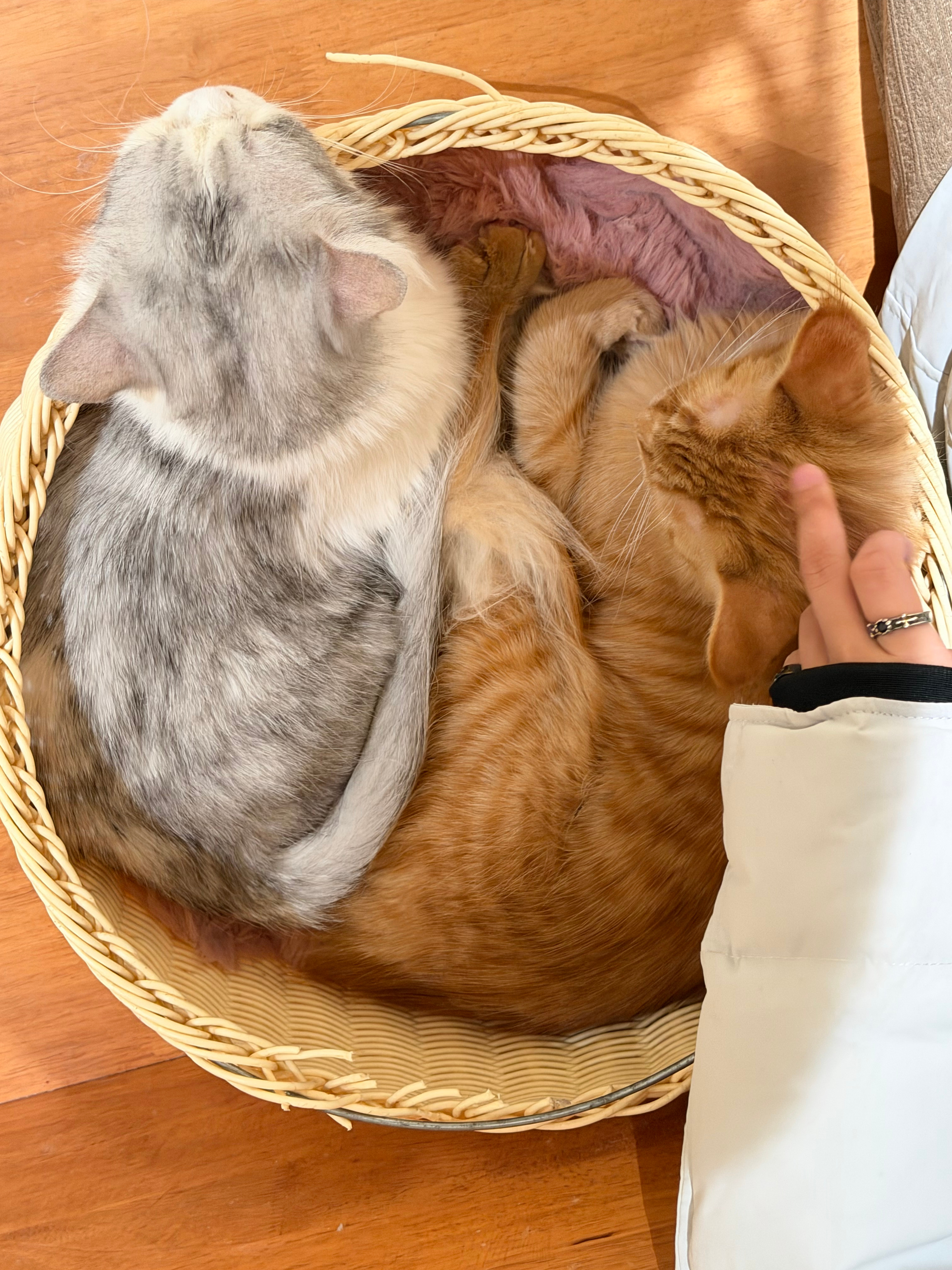 没见过睡这么死的猫好闺闺睡觉图🈶👇 