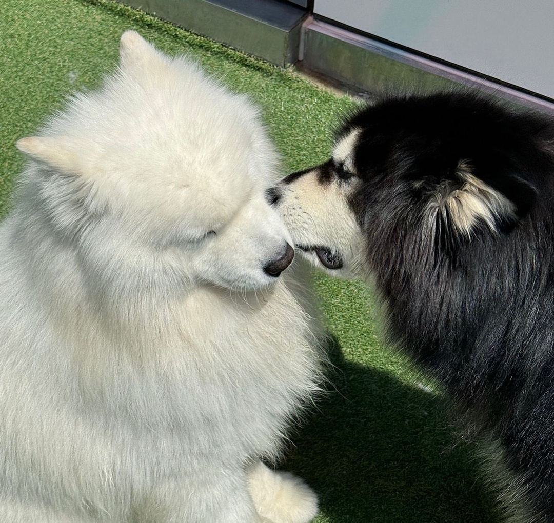 萨摩耶：你嘴巴好臭臭 