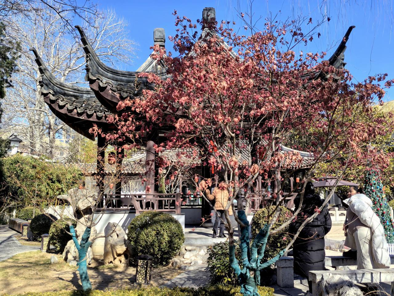 倔强迟迟不肯离去的红枫叶（友谊宾馆苏园）