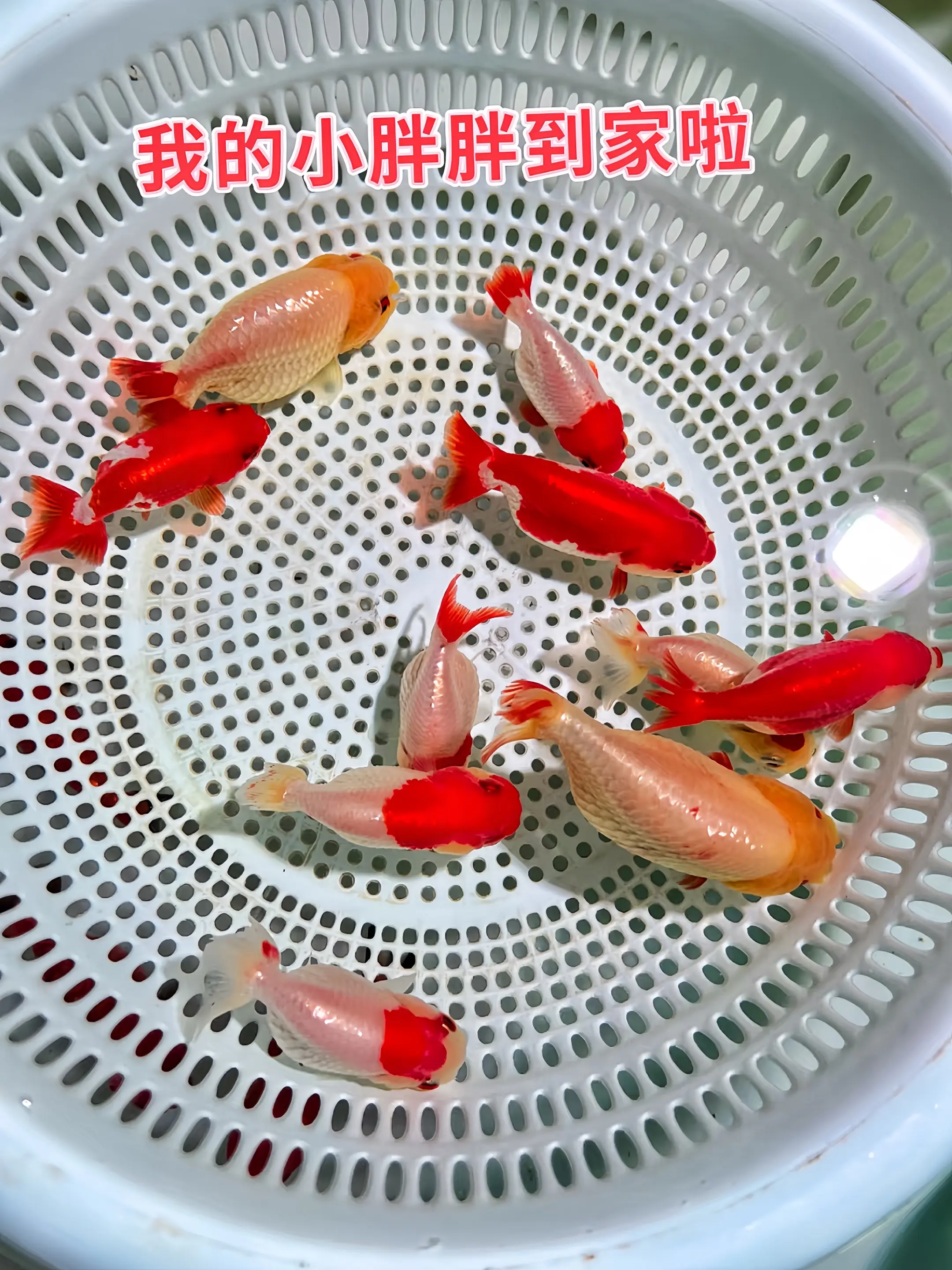 兰寿金鱼，被誉为“水中牡丹”，圆润饱满的身形搭配灵动飘逸的鱼鳍，每一尾...