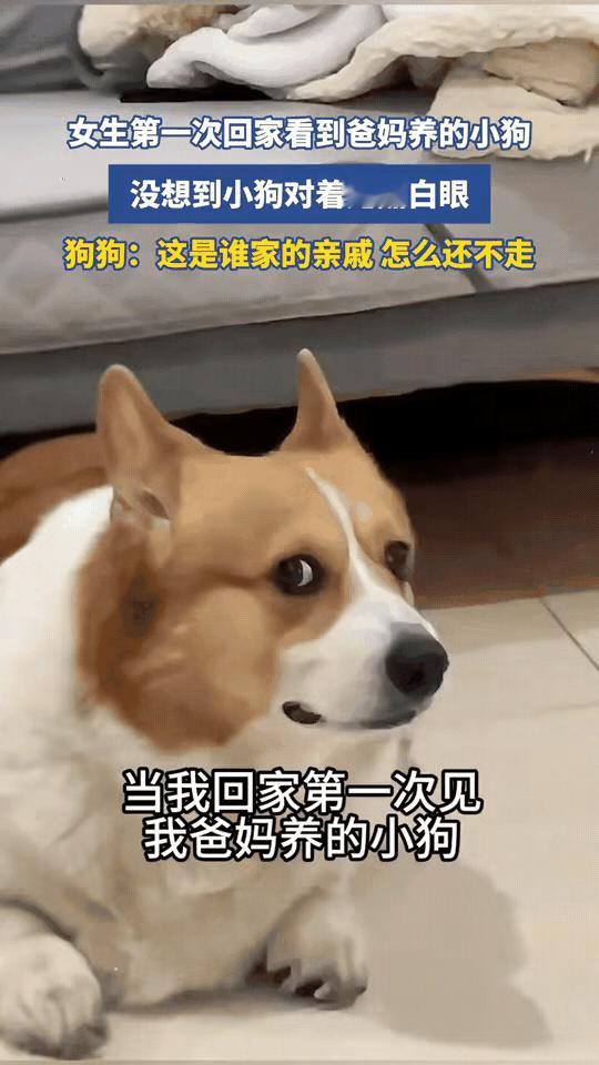 爸妈养的狗眼里：亲闺女=外来入侵者😂
 
放假满心欢喜奔回家，一心只想黏黏家里