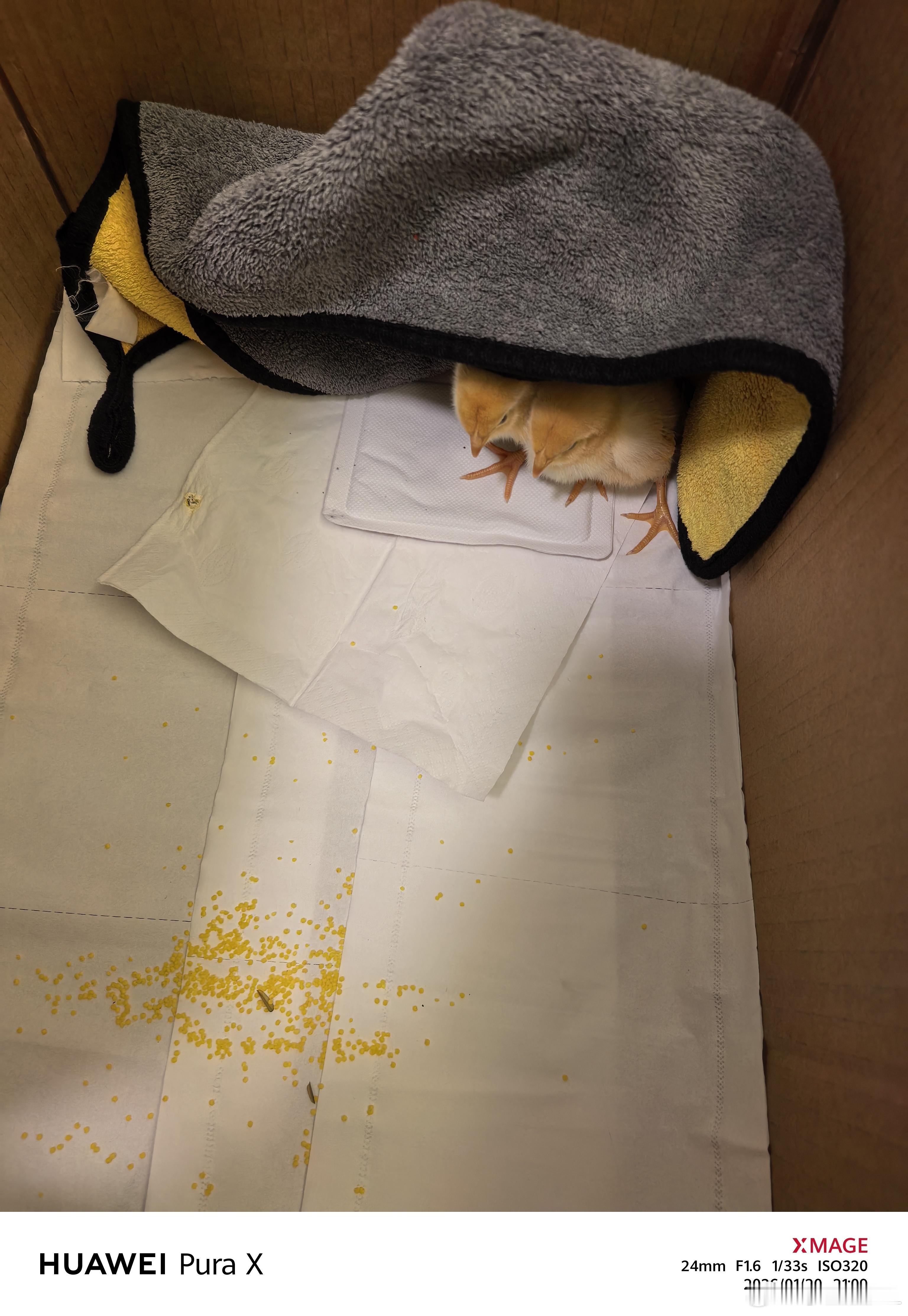 唉，小鸭子回到家就不行了，连夜埋在了柠檬树下。小鸡放了块暖宝贴在下面，希望不会冻