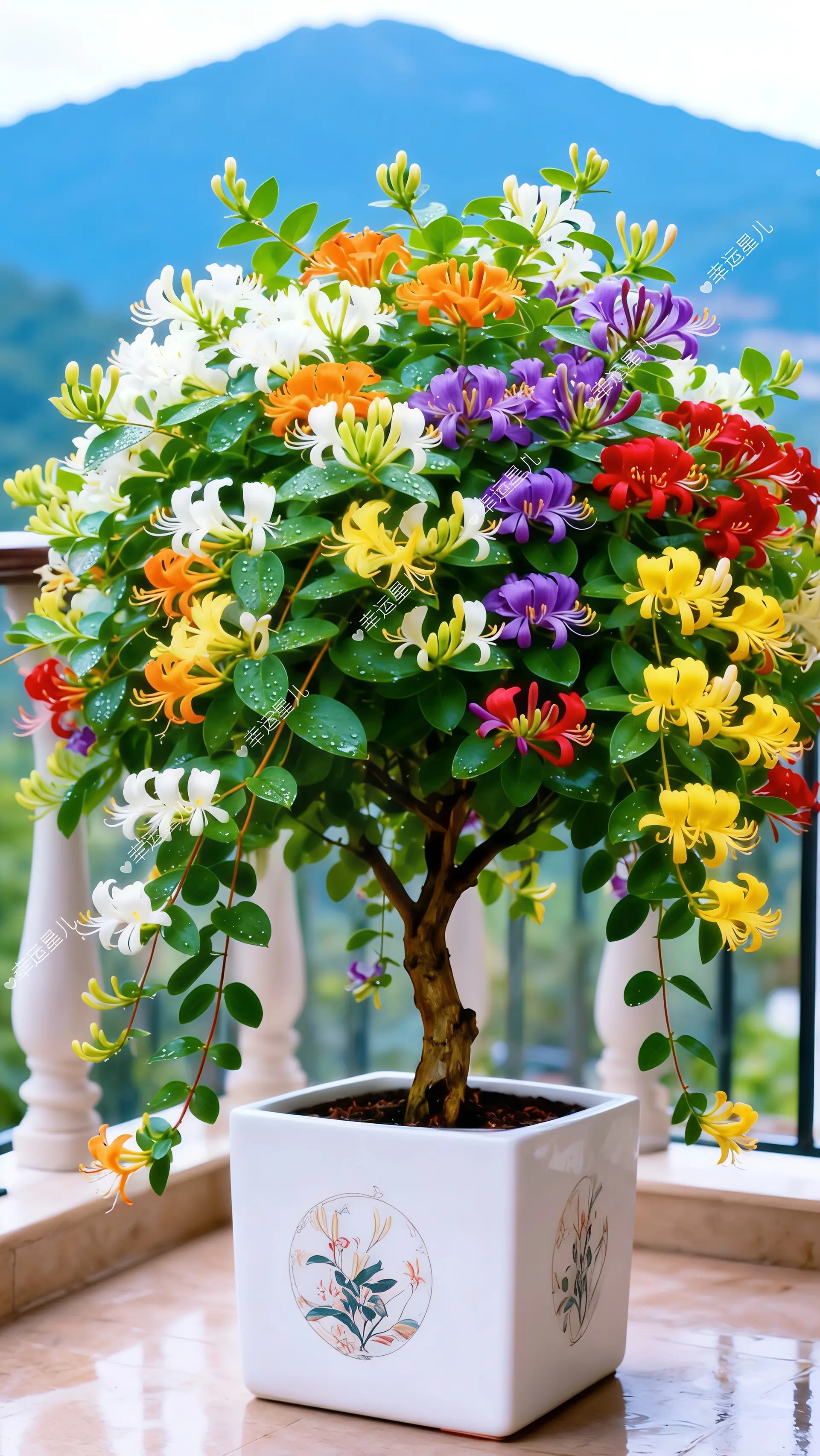 金银花养花人的乐趣好看的花一定要分享给你爱生活爱养花我的花花草草