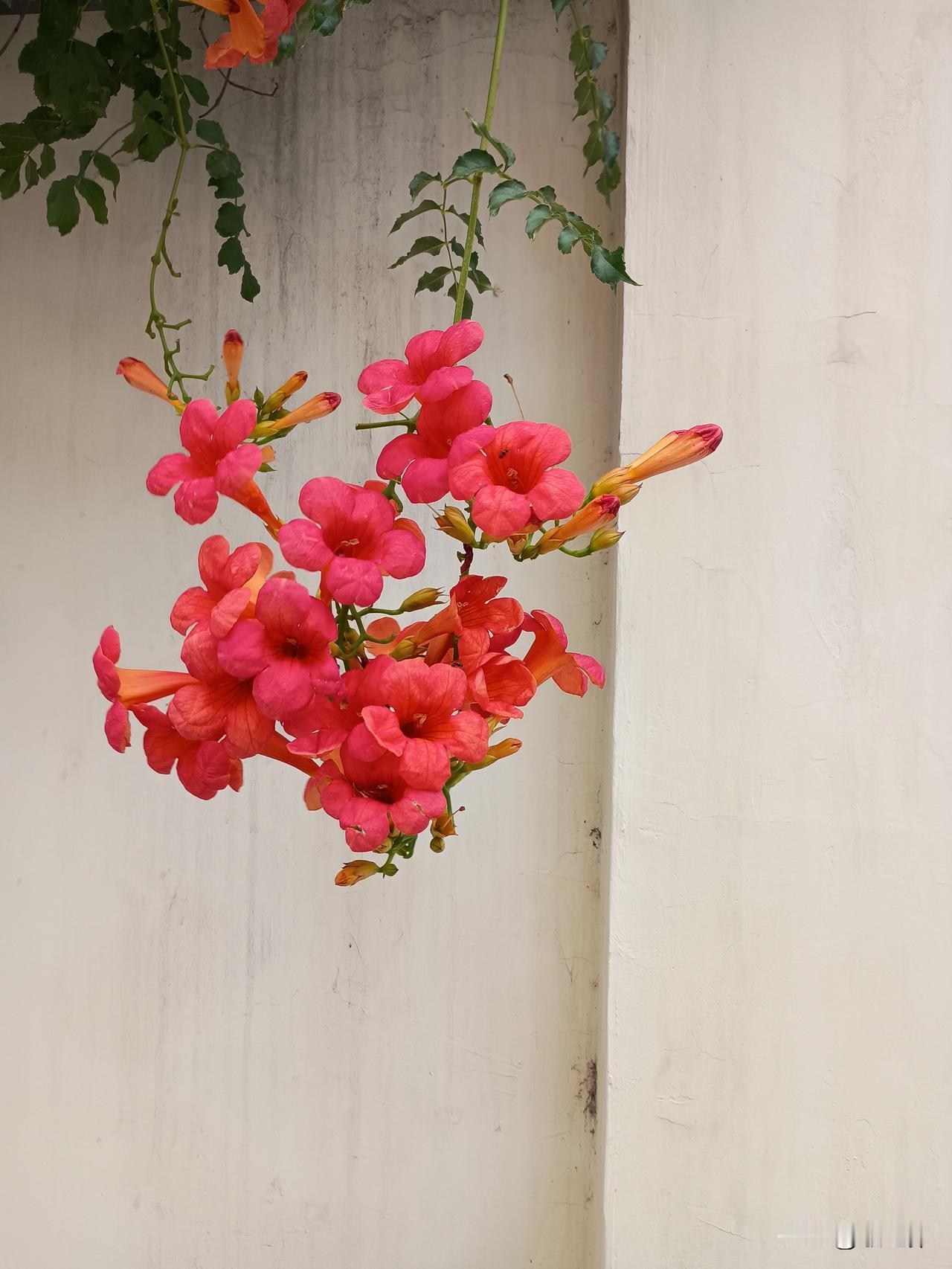 叶子片片绿
花儿朵朵红
——“白海豚”的雨还在下，似乎已经是秋雨连绵的样子！