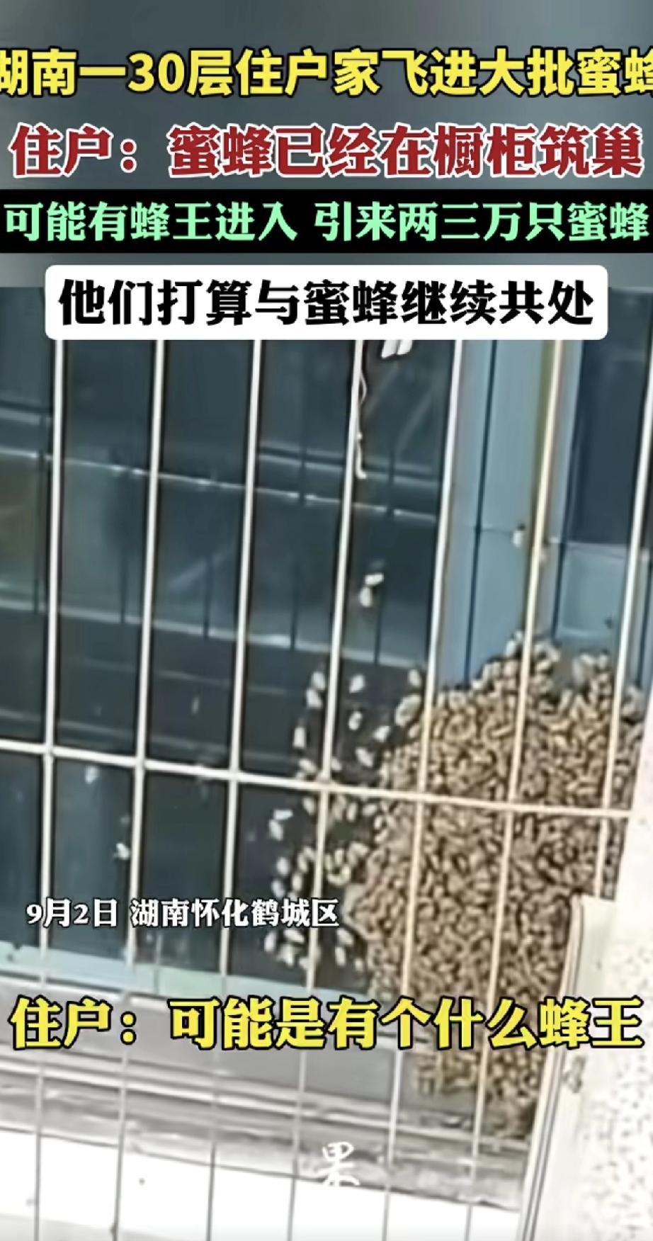 这真是怕你生活太苦，蜜蜂都上门送蜂蜜了！

湖南怀化一户30层的人家，前几天家里