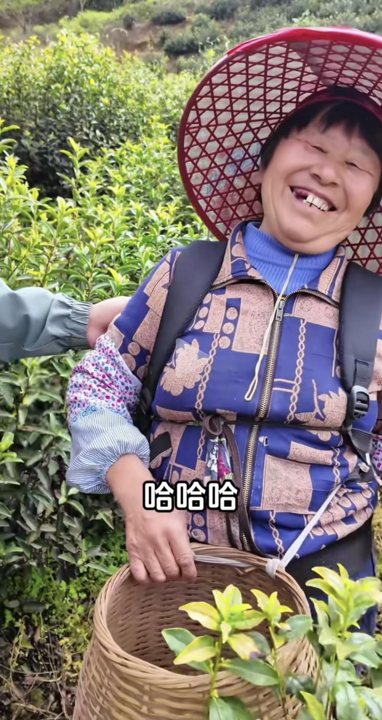 采茶姑娘，采茶大妈，采茶奶奶……采茶必须牙口好吗？
姑娘采茶 采茶照 茶乡采茶