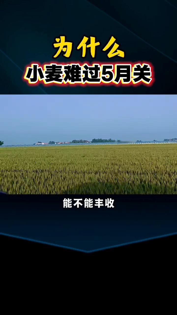 为什么小麦难过5月关？
为什么说小麦难过5月关？尤其是进入5月中旬以后，小麦就进