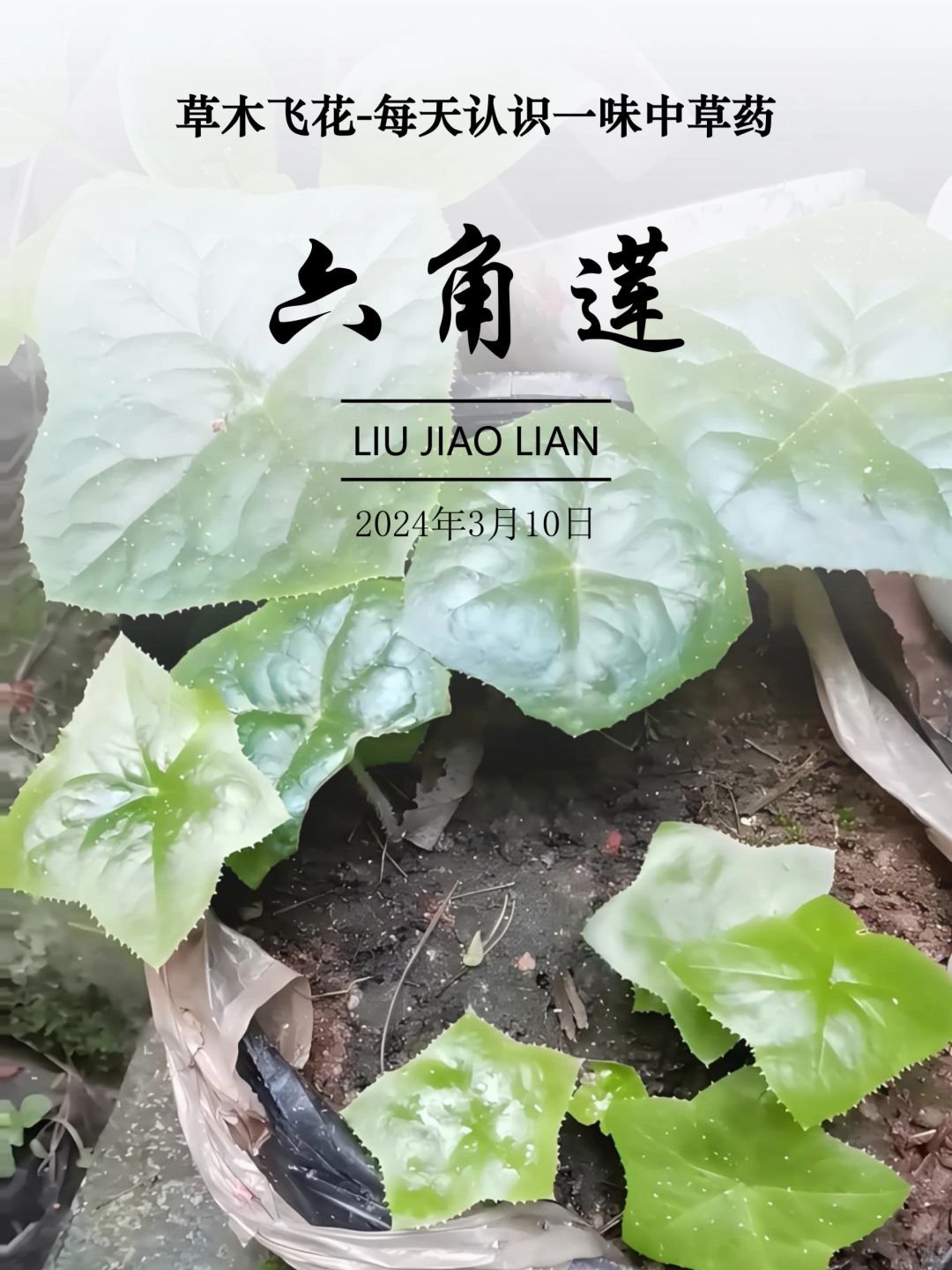 每天认识一味中草药-六角莲🍀