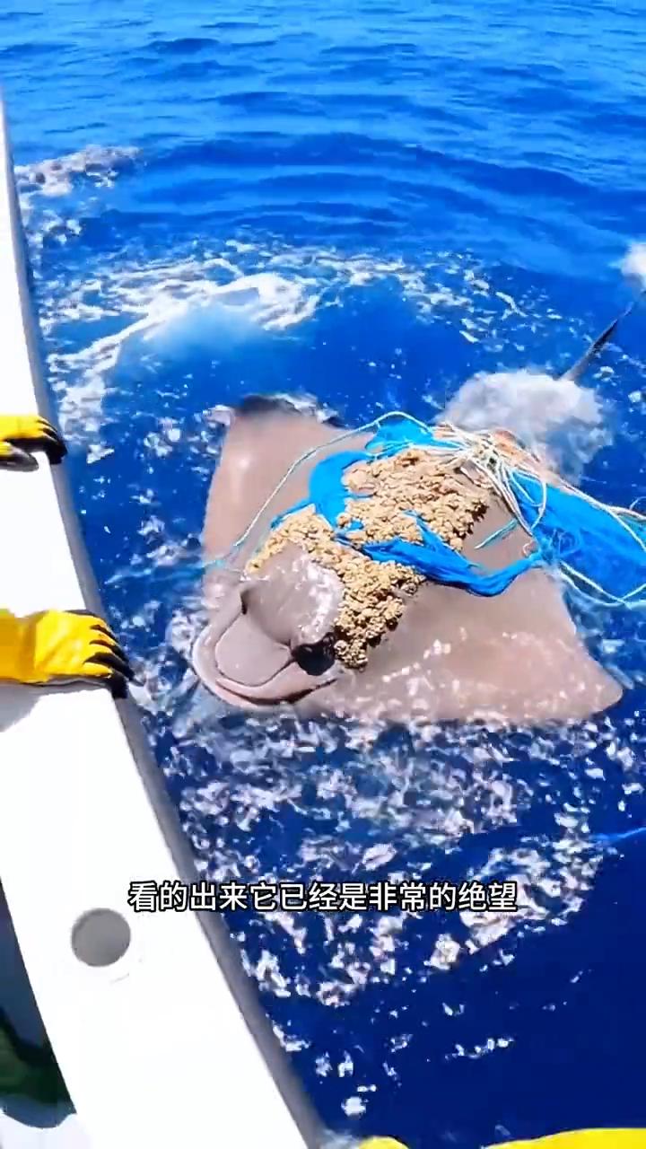 注意看，这只鳐鱼已经是逼不得已了，才向人类发出非常强烈的请求帮助。只见它的身体已