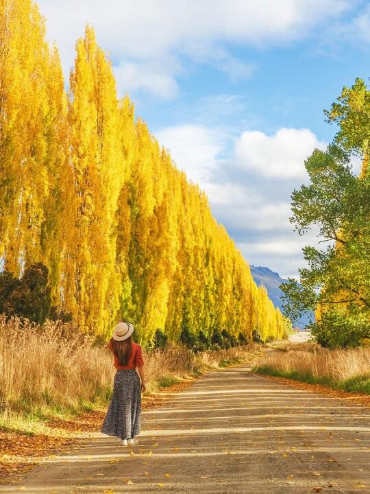 新西兰箭镇✨本地人私藏⑨赏秋机位❗附定位