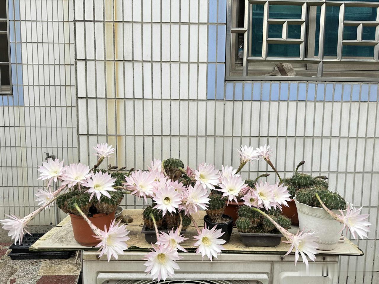发一张你相册最近拍的花今日份治愈，是温柔的小花给的