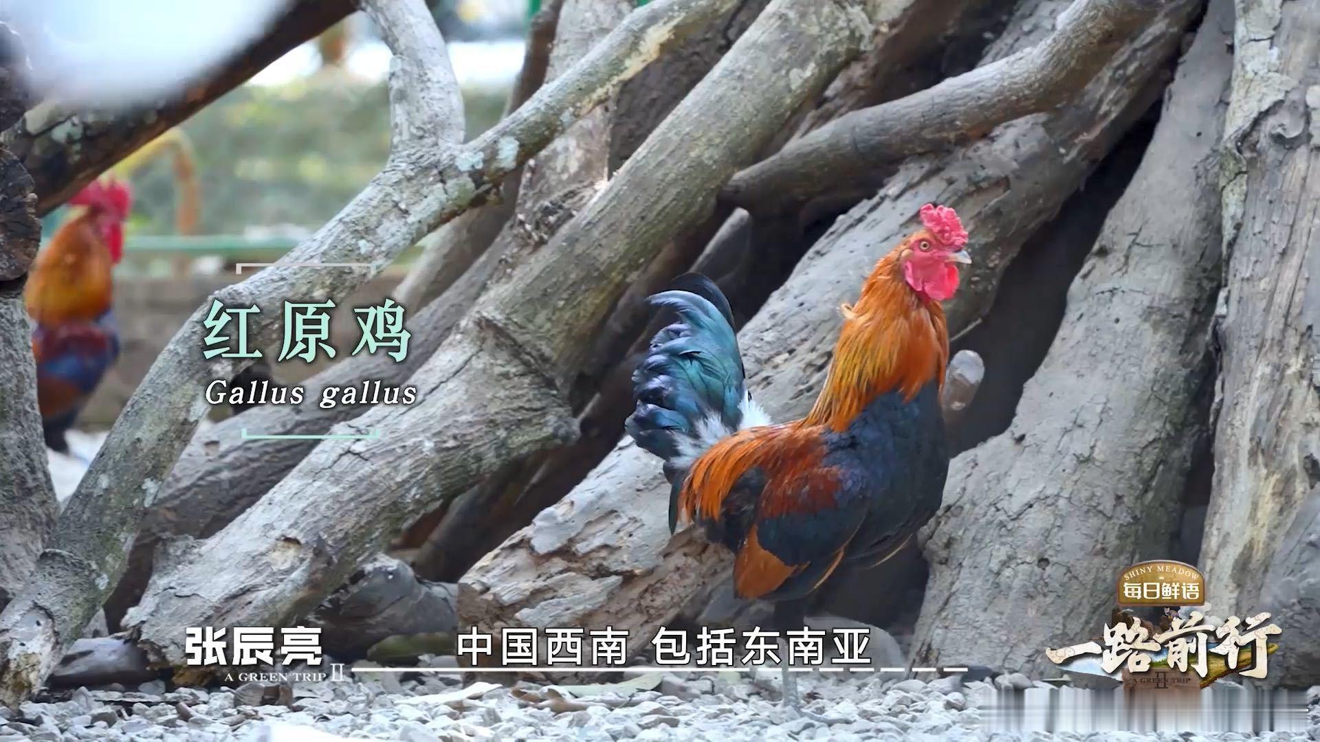 男子边上班边养鸡一养就是20种  严肃科研人设崩塌现场！版纳植物园的刘光裕老师用