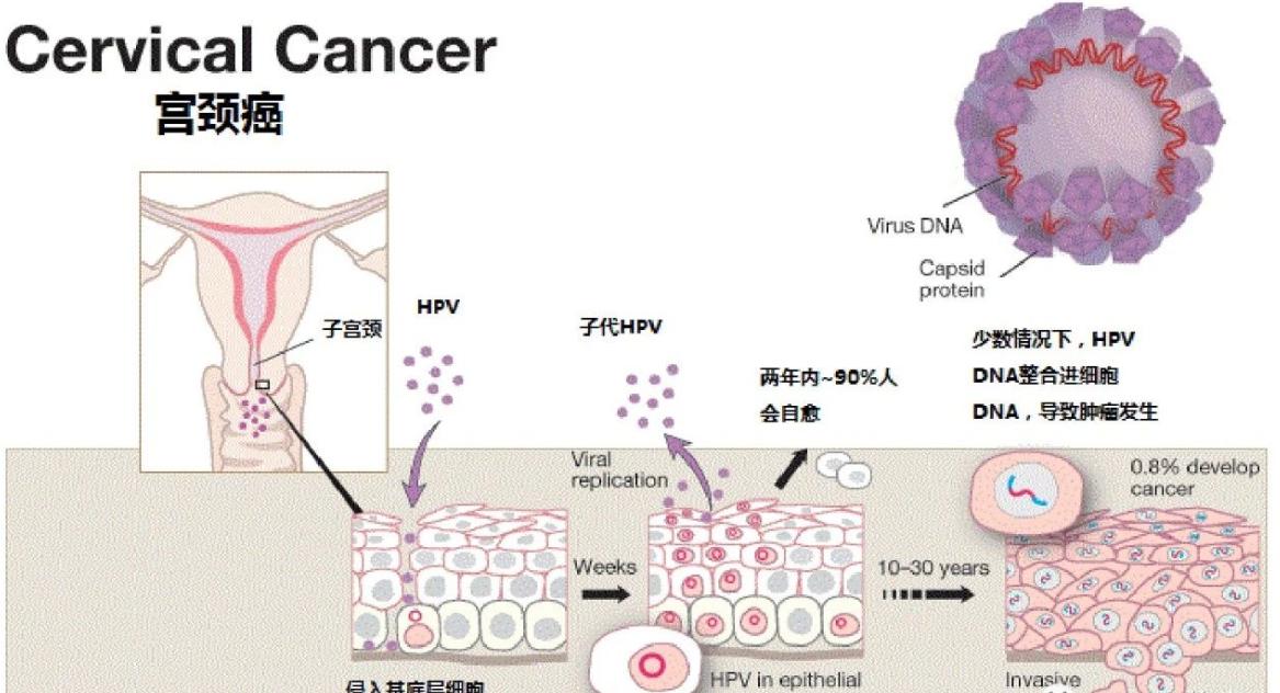 得了宫颈癌 是不是越胖抵抗力越强？ 宫颈癌姐妹越胖越能耐受治疗，抵抗力就越好吗