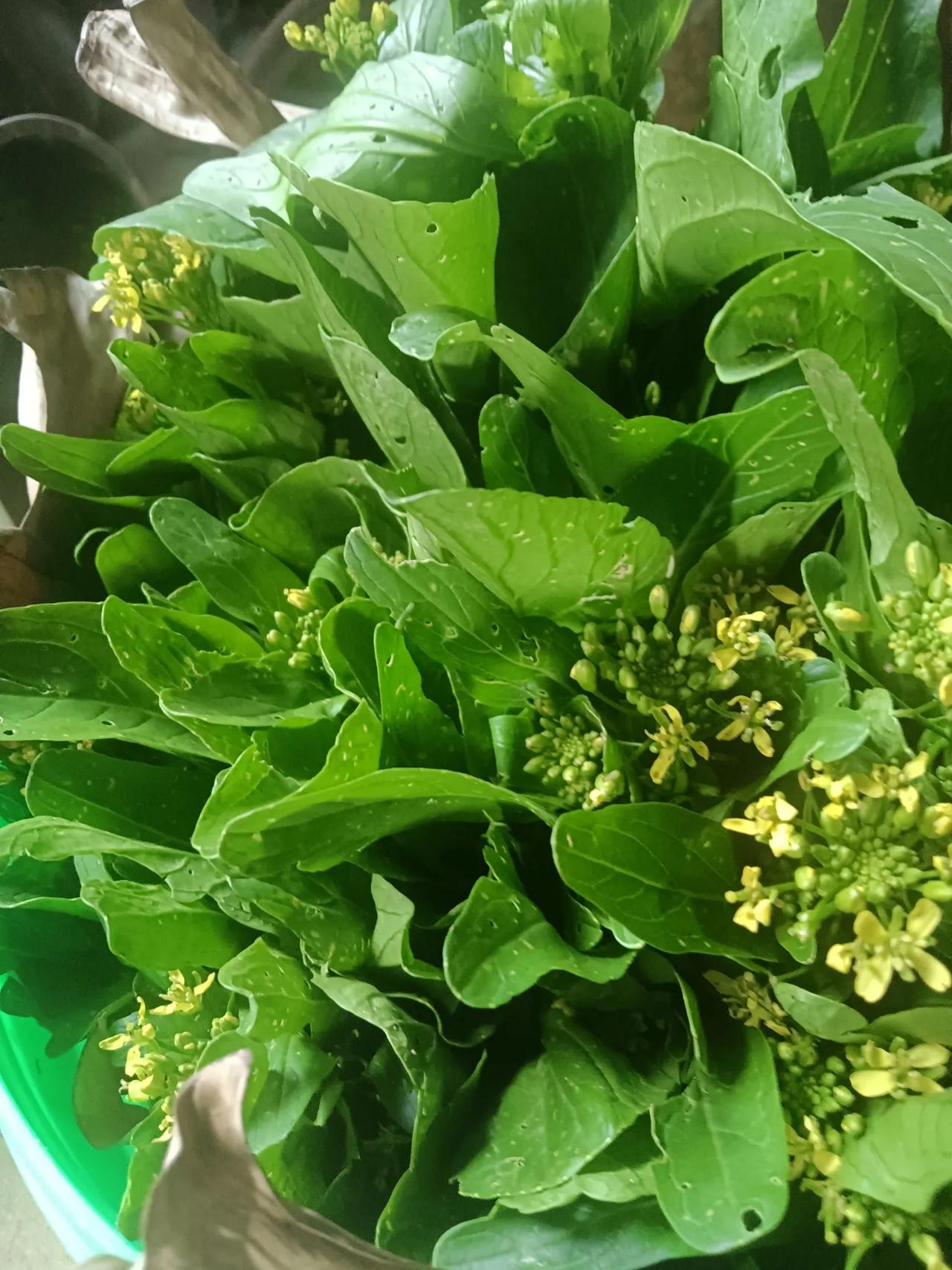 春日生活打卡季最近种了一些菜心。特别的好。