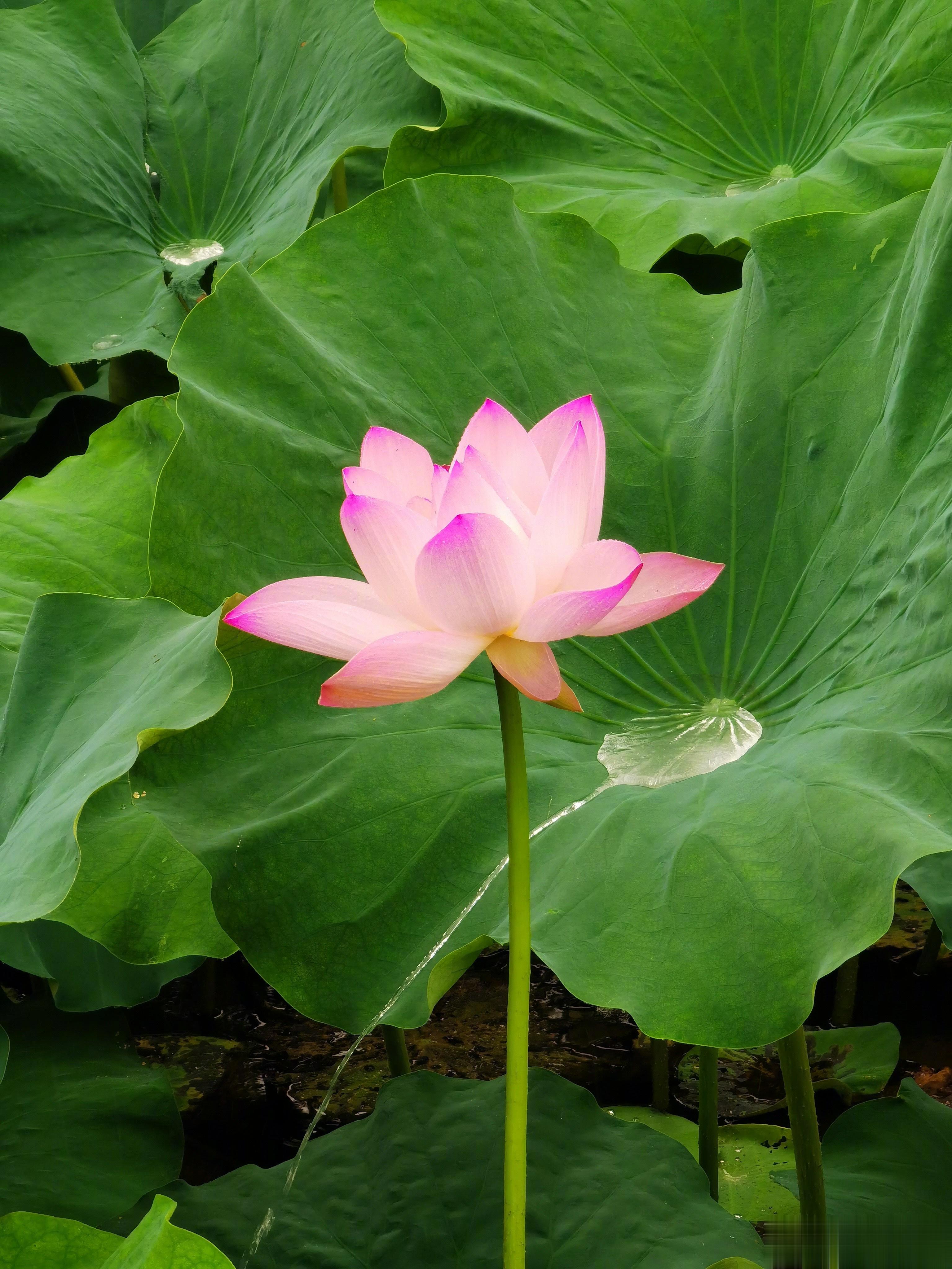 狂犬病的最大威胁来自流浪狗。据统计，中国每年超过1千万只狗被人吃掉。前些年，一到