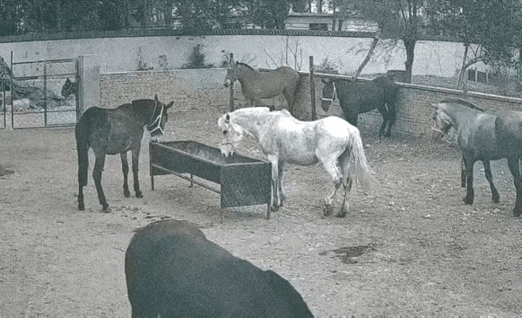这个画面虽然很夸张，但这是一个真实的画面，以我在农村生活的经验，以及我养马的经验