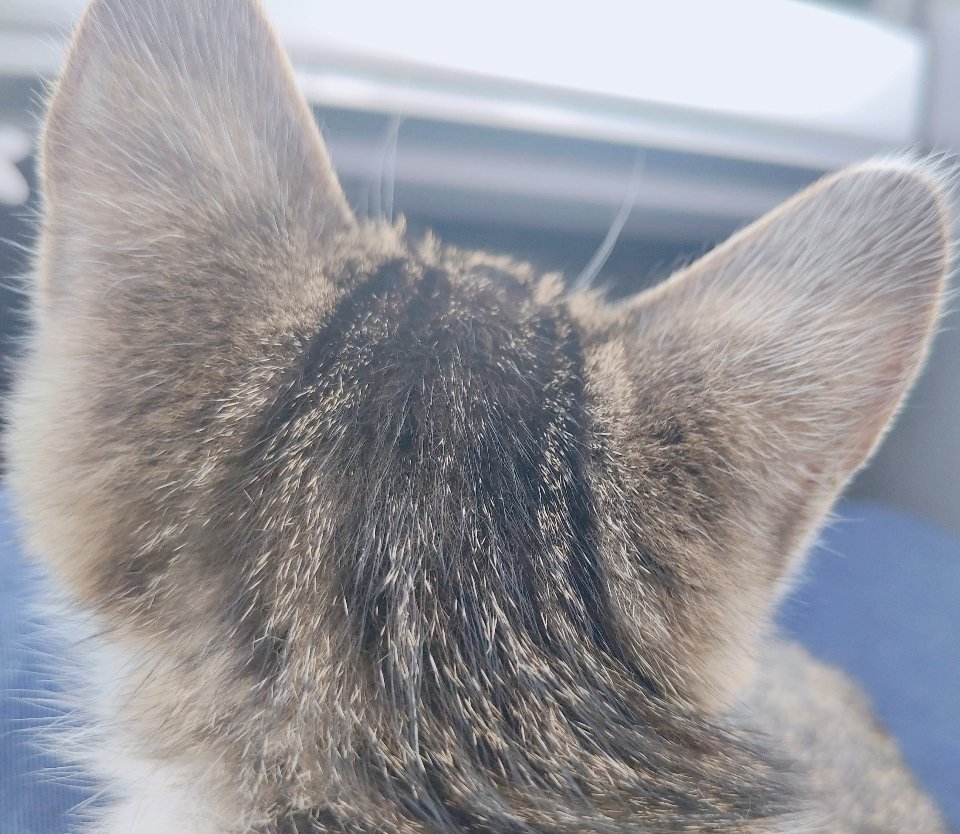 加拿大北部猫咪妙脆角也要保护好可爱猫咪，天太冷要保护好耳朵 