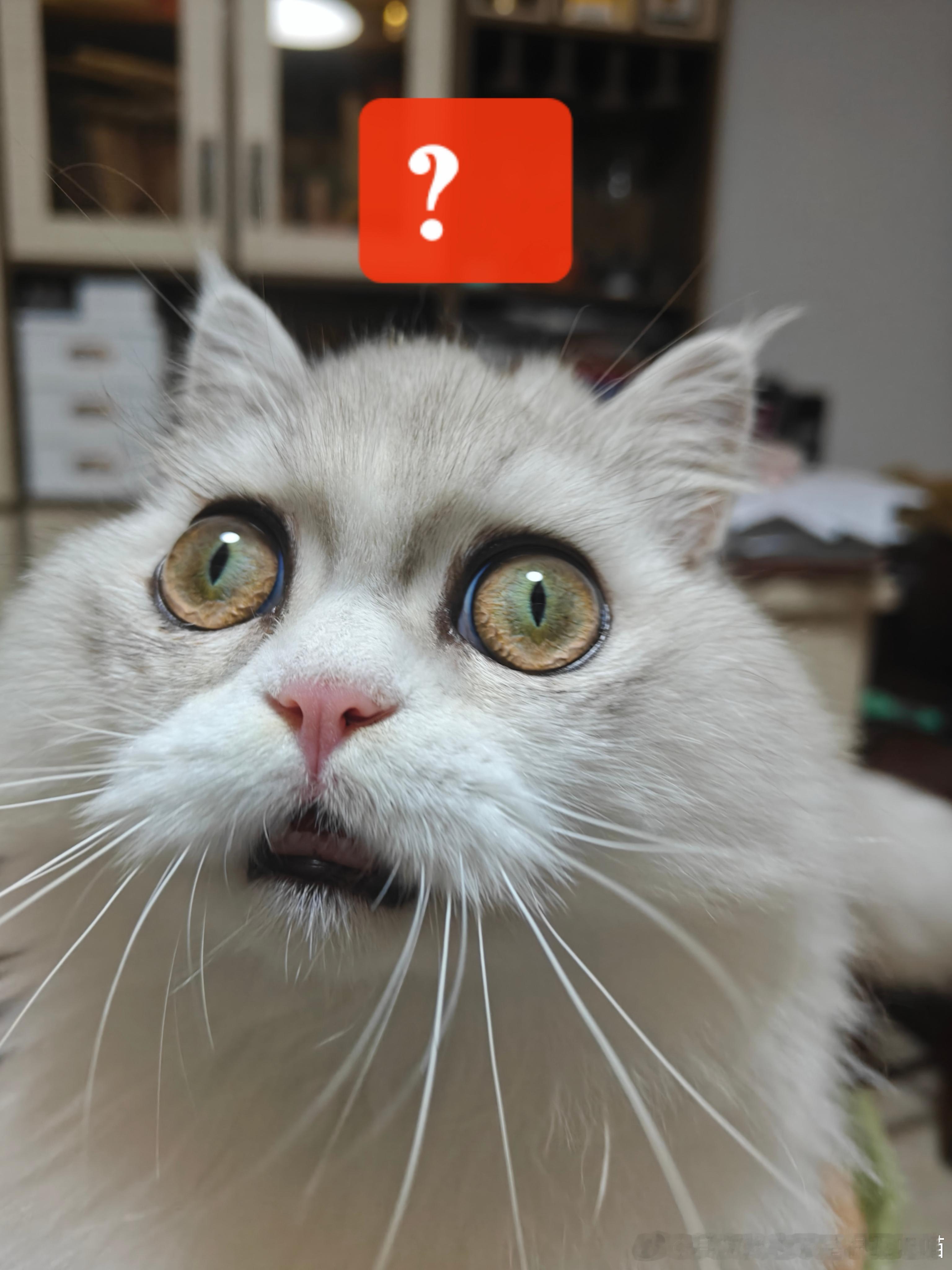 49999【啥子猫】 