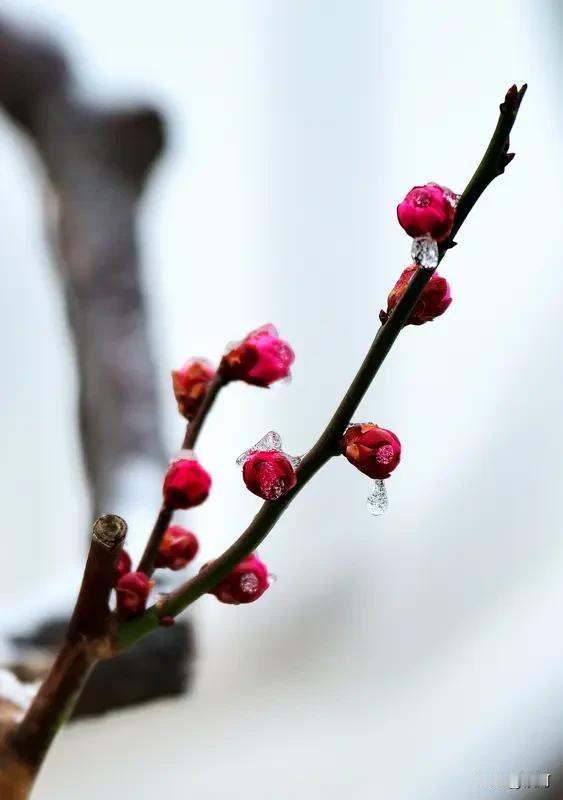 看到“红梅含苞熬冬雪”，我也来凑个下联。这上联描绘了红梅在寒冬傲雪绽放的景象，很