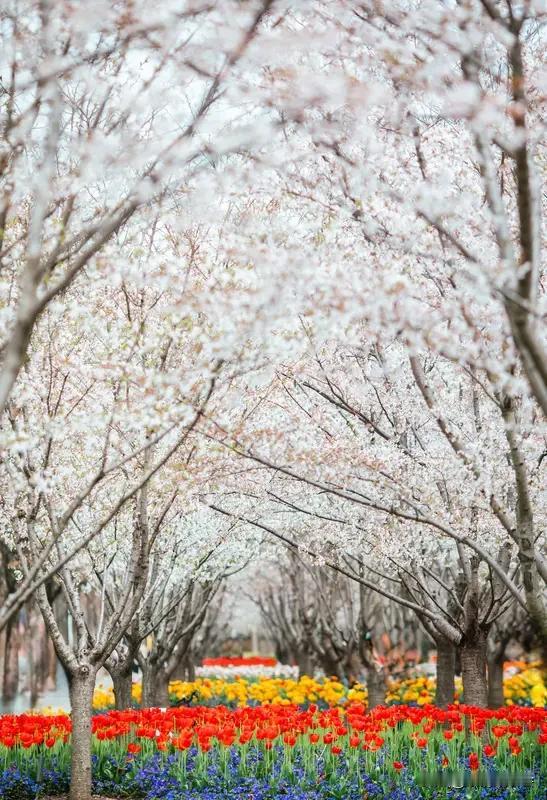 要说一年四季哪个季节景色最美，这还真因人而异。
春天是花海的盛宴，江南油菜花海与