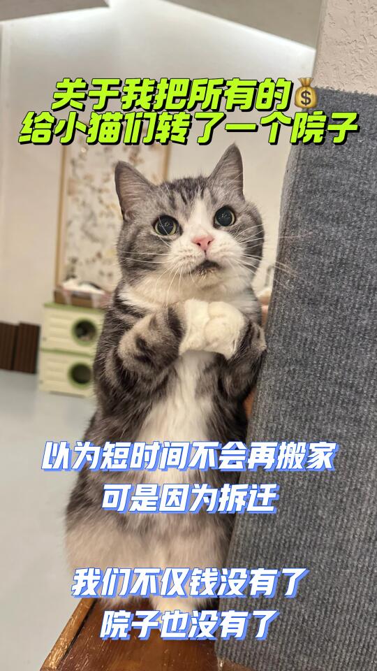 猫咪的院子没有了！钱也没有了！