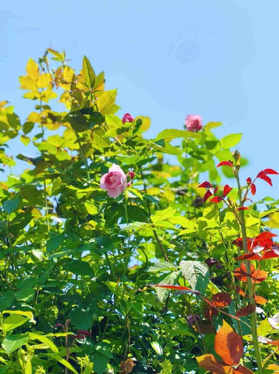 想把春天对折，
一半装花香，
一半盛暖阳，
刚好填满整个心房。

带定位晒今日生