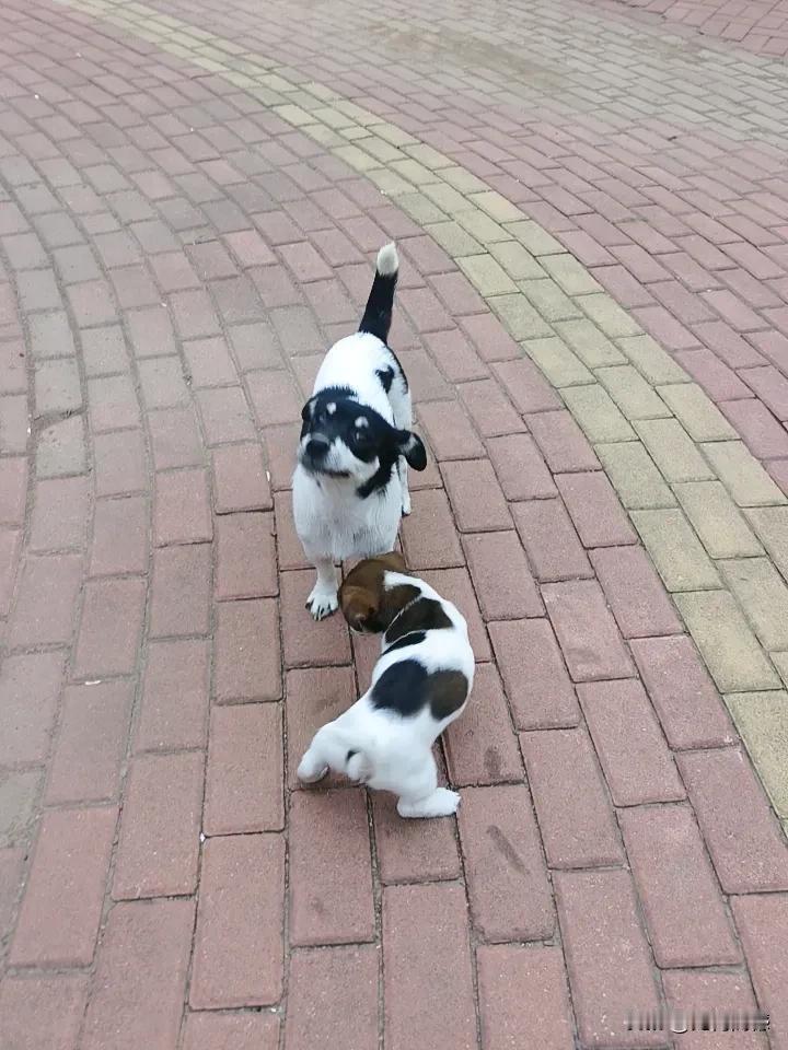 第一次使用这种动图拍照技术，感觉耳目一新，头条的功能真是太强大了，总是给人带来新