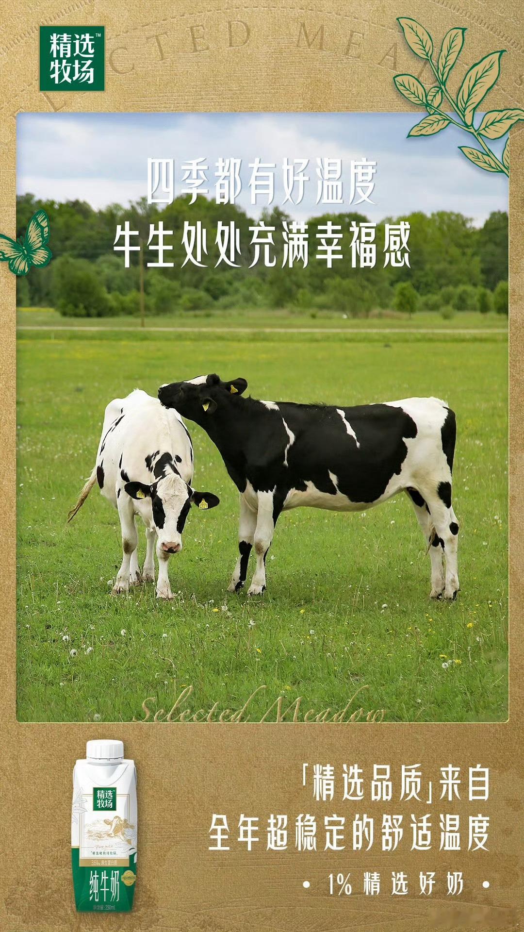 想看小牛竟被牧场做局5S标准 认准精选牧场  蒙牛精选牧场：晨光中的一杯，何以踌