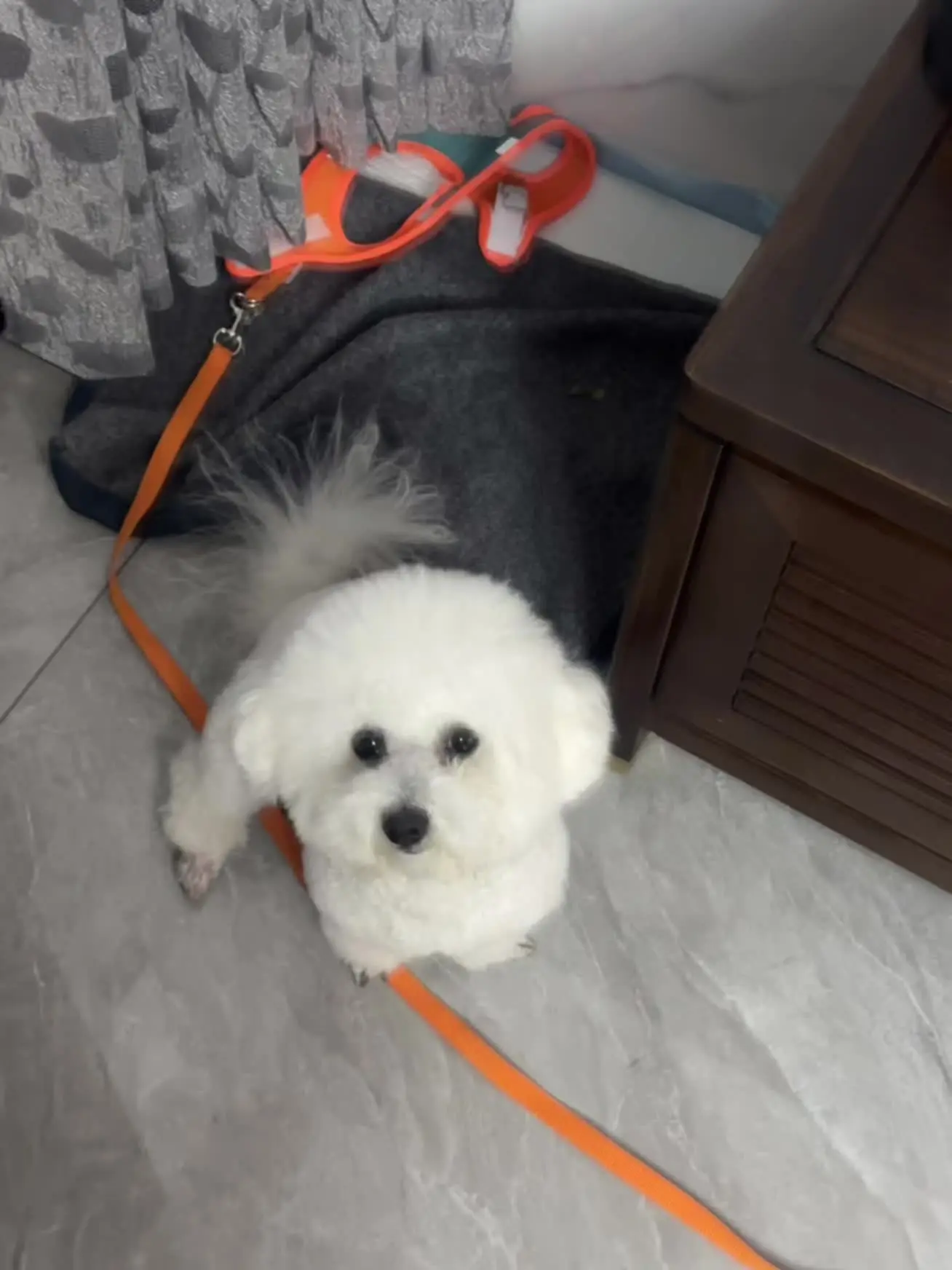 狗狗走丢⚠️小体比熊 叫王子会有回应 腿短 右前爪两个指甲是黑色，今天...