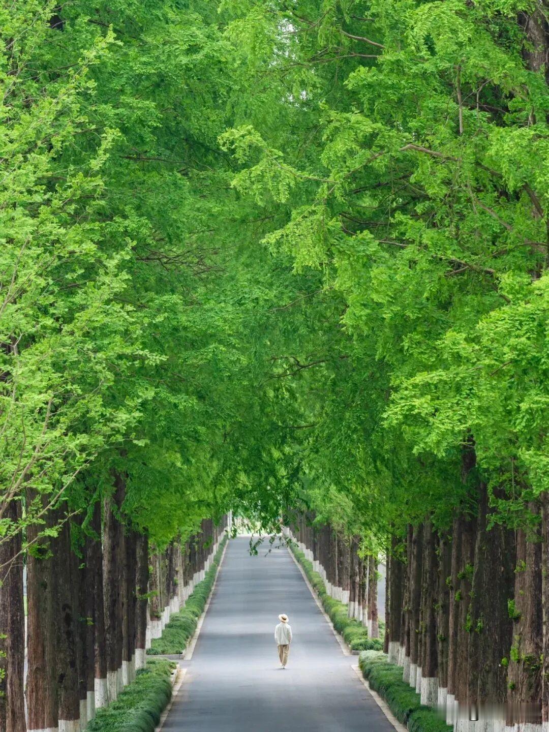 林荫大道