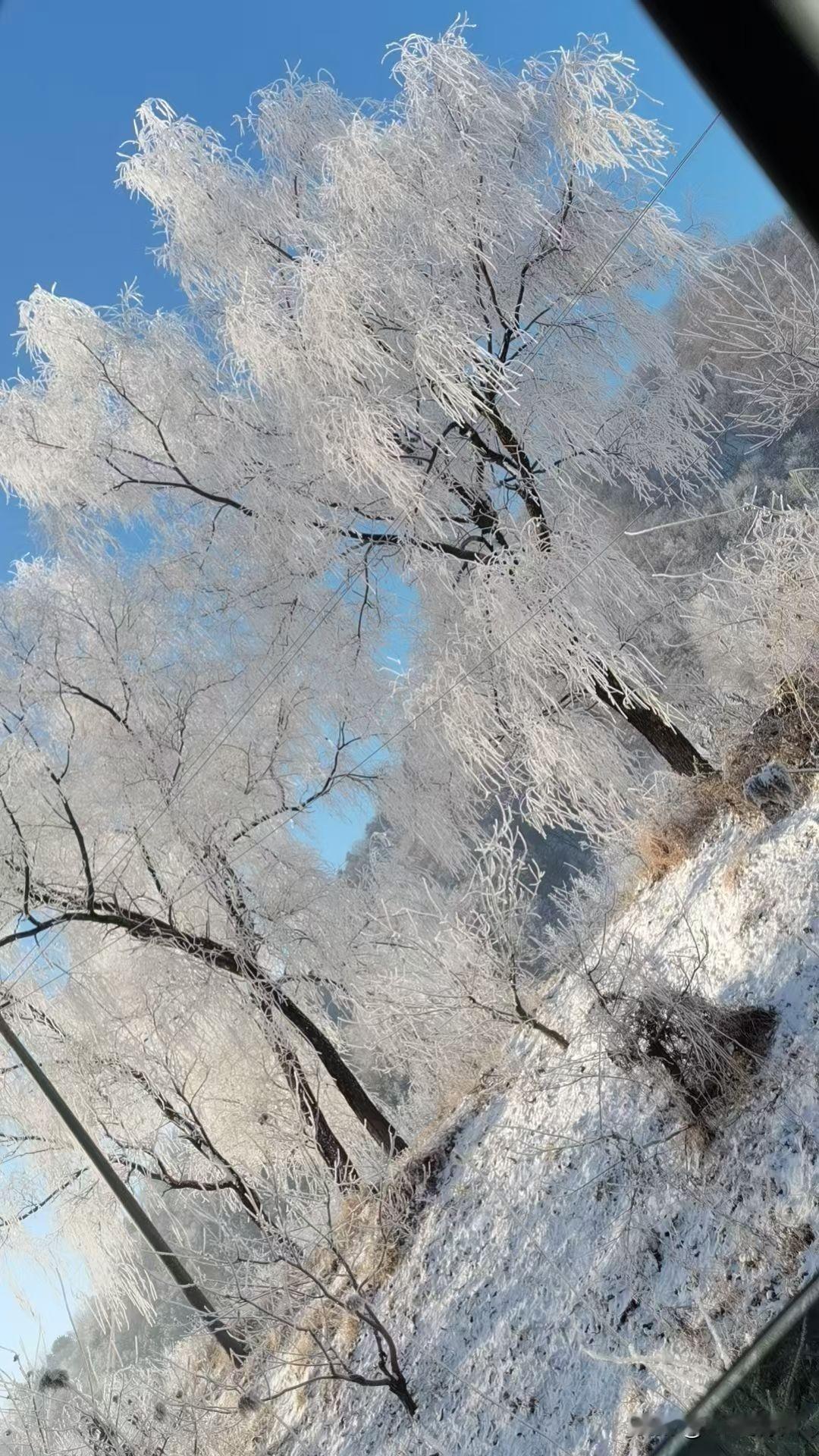 今年冬天的第一场大雪后鸭绿江边的雾凇美景真的令人心醉。置身其中犹如进入梦幻的仙境