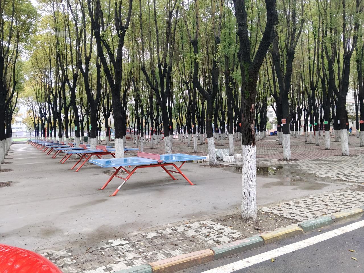 某高中的香樟树都要站军姿。

加上极高的密度。

个个树都只剩了树梢上一点绿叶。