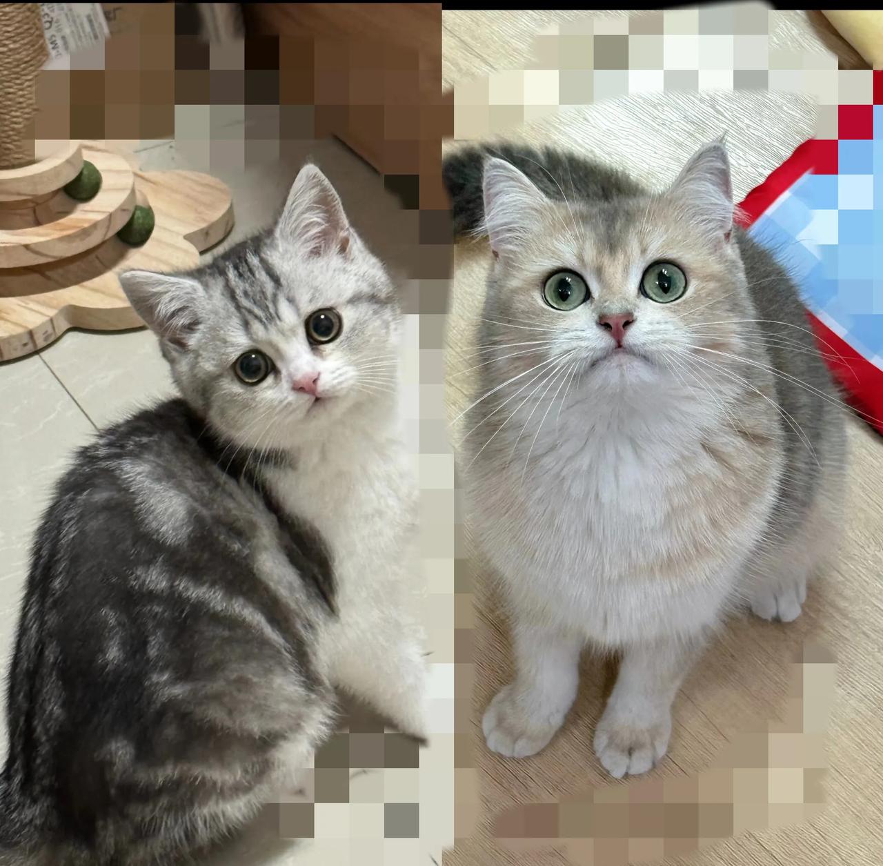 以前总觉得养宠物超脏，直到养了我家母猫才被狠狠打脸！
        原来猫比好
