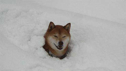 #每天一条冷知识# 雪，其实就是松软的小冰晶，因为刚落到地面上的雪是蓬松的，其中