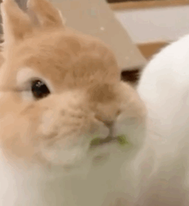 每天一条冷知识 我们生活中最常见的兔子，是兔形目兔科穴兔属的家兔。别看家兔的品种