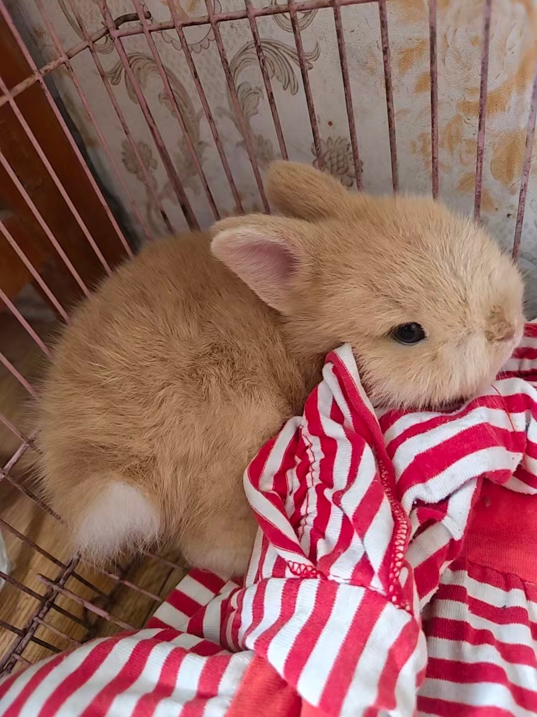 萌鼠了 