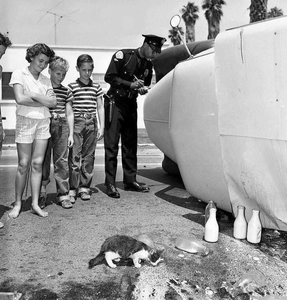 1951，美国南加州，一只猫咪在牛奶车车祸现场大喝打翻的牛奶 