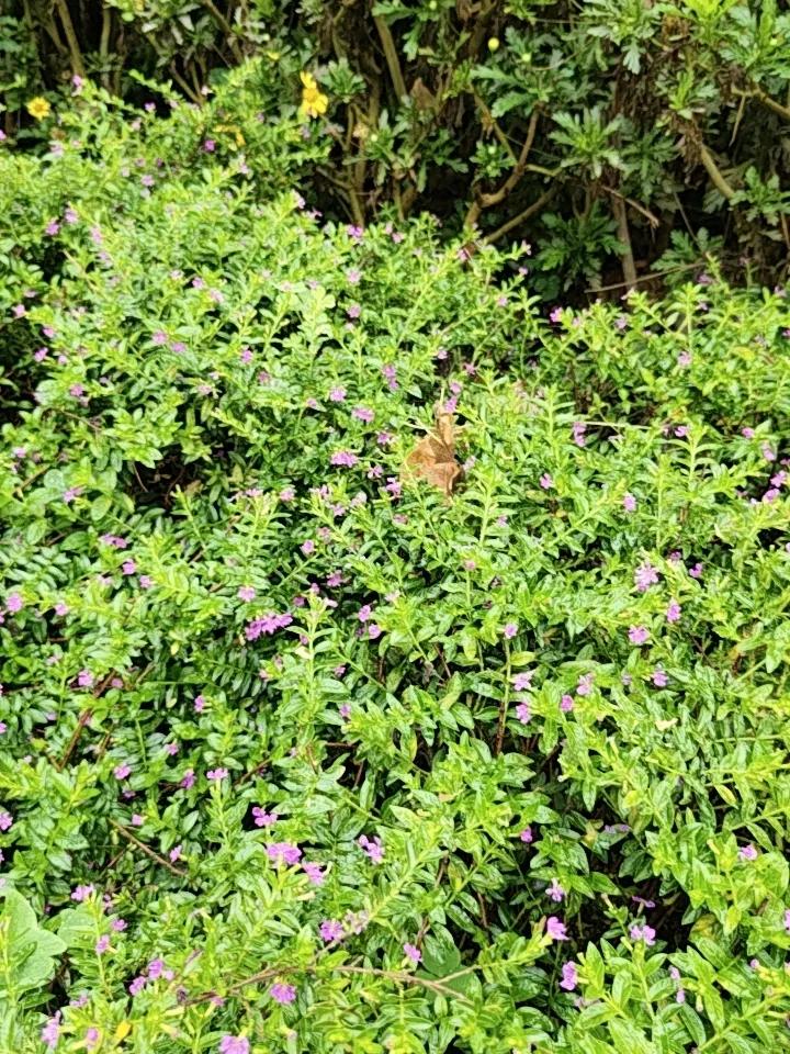 昆明不愧是“春城”，在这儿，绿色植物和花就像繁星一样随处可见。走在路边，仿佛置身