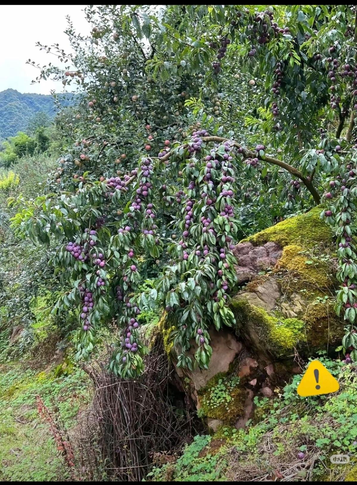 山中奇遇！遇到结满紫果的野果树
朋友竟也认不出
这果子到底能不能吃？

昨天和朋
