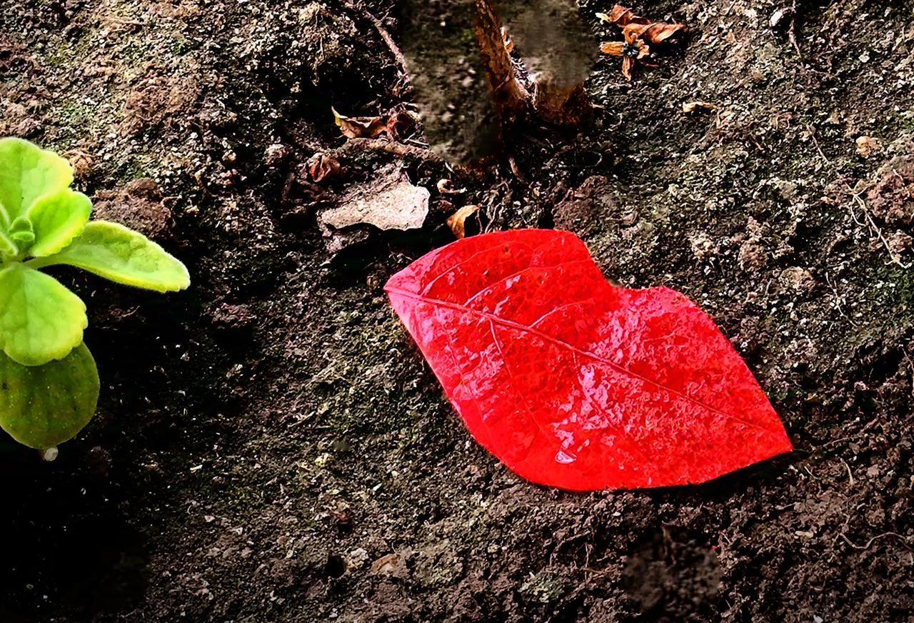 #秋日生活打卡季#
深秋日，红叶对大地和根的情意……