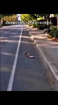 看哭！同伴不离不弃，路人救下昏迷小松鼠🥺
 
路边一幕格外戳心，一只小松鼠昏迷