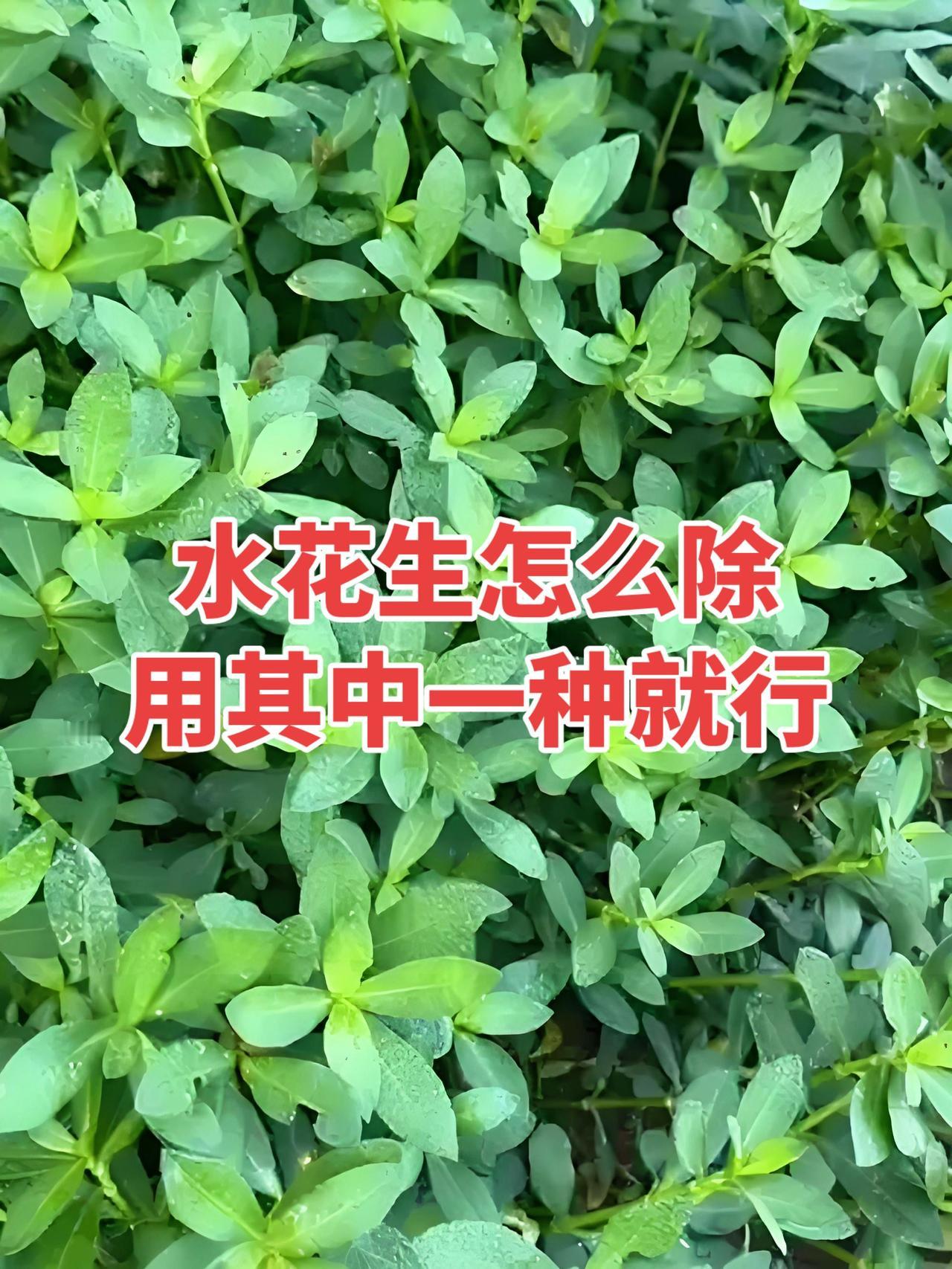水花生怎么除？水花生也叫革命草，学名叫空心莲子草，是农田边上的重要杂草，水肥丰富