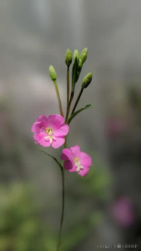 分享你手机中的花花草草 别人手机里全是自拍、搞笑视频，我的手机相册则被花花草草霸