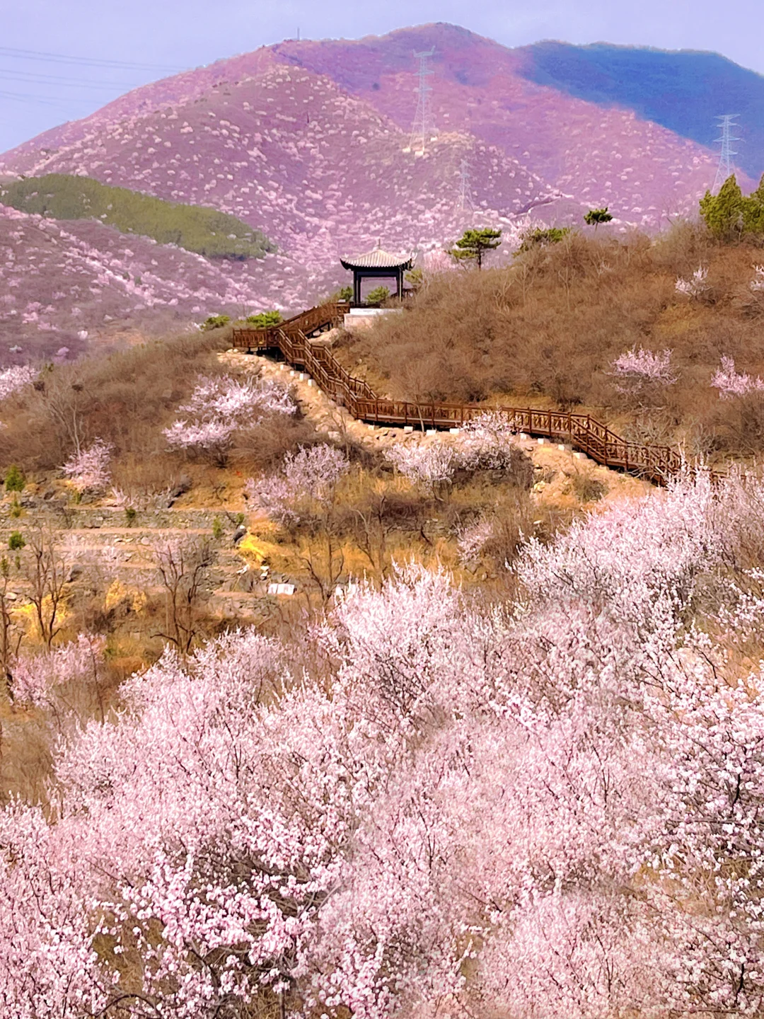 北京春季🌸小众木栈道即将开始，低幼✔️1h达