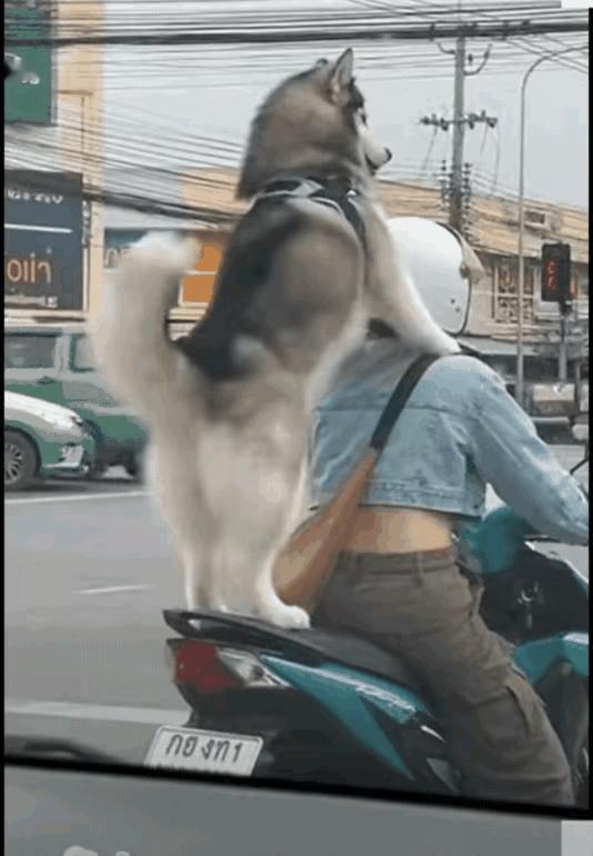 看来狗狗也喜欢兜风～